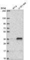 Mitochondrial transcription termination factor 1 antibody, NBP2-57353, Novus Biologicals, Western Blot image 