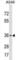 ADP-Ribosyltransferase 5 antibody, abx030620, Abbexa, Western Blot image 