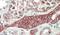 Defective In Cullin Neddylation 1 Domain Containing 1 antibody, PA5-19284, Invitrogen Antibodies, Immunohistochemistry frozen image 