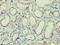 IZUMO Family Member 4 antibody, LS-C371443, Lifespan Biosciences, Immunohistochemistry paraffin image 