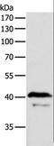 ArfGAP With Dual PH Domains 1 antibody, LS-C400450, Lifespan Biosciences, Western Blot image 