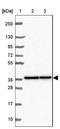 Malate Dehydrogenase 1 antibody, NBP2-33708, Novus Biologicals, Western Blot image 