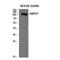 CD13 antibody, LS-C387672, Lifespan Biosciences, Western Blot image 