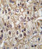 Cytochrome P450 2C9 antibody, 63-265, ProSci, Immunohistochemistry paraffin image 