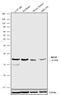 Transcription factor HES-5 antibody, 720168, Invitrogen Antibodies, Western Blot image 