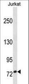 Zinc Finger Protein 274 antibody, LS-C157053, Lifespan Biosciences, Western Blot image 