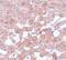 Cell Division Cycle 16 antibody, NBP1-77155, Novus Biologicals, Immunohistochemistry paraffin image 