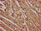Membrane Palmitoylated Protein 3 antibody, LS-C680881, Lifespan Biosciences, Immunohistochemistry paraffin image 