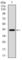 Coactosin Like F-Actin Binding Protein 1 antibody, abx015828, Abbexa, Western Blot image 