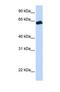 GHBP antibody, NBP1-69449, Novus Biologicals, Western Blot image 