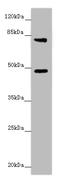 Caspase-12 antibody, A50097-100, Epigentek, Western Blot image 