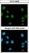 RuvB Like AAA ATPase 2 antibody, GTX113926, GeneTex, Immunocytochemistry image 