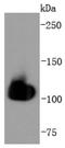 Heat Shock Protein Family A (Hsp70) Member 4 antibody, NBP2-67817, Novus Biologicals, Western Blot image 