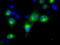 Retinol Dehydrogenase 11 antibody, TA501053, Origene, Immunofluorescence image 