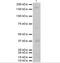 ADAMTS13 antibody, NB110-82382, Novus Biologicals, Western Blot image 