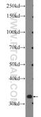 Myo-Inositol Oxygenase antibody, 17623-1-AP, Proteintech Group, Western Blot image 