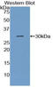 Gap Junction Protein Alpha 4 antibody, LS-C293518, Lifespan Biosciences, Western Blot image 