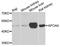 Apolipoprotein A4 antibody, LS-B13965, Lifespan Biosciences, Western Blot image 