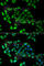 Nuclear Factor Kappa B Subunit 1 antibody, A6667, ABclonal Technology, Immunofluorescence image 