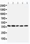 Interferon Regulatory Factor 1 antibody, PA2237, Boster Biological Technology, Western Blot image 