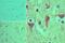 ArfGAP With SH3 Domain, Ankyrin Repeat And PH Domain 3 antibody, NBP2-24666, Novus Biologicals, Immunohistochemistry frozen image 