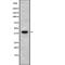 PSPB antibody, abx218067, Abbexa, Western Blot image 