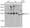 Mitotic Arrest Deficient 2 Like 2 antibody, A12559, ABclonal Technology, Western Blot image 