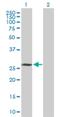 TATA-Box Binding Protein Associated Factor 9b antibody, H00051616-D01P, Novus Biologicals, Western Blot image 