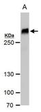 Filamin B antibody, PA5-21345, Invitrogen Antibodies, Western Blot image 
