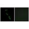 ES Cell Expressed Ras antibody, A08862, Boster Biological Technology, Immunofluorescence image 