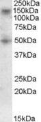 Ring Finger Protein 139 antibody, PA5-18148, Invitrogen Antibodies, Western Blot image 