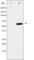 Docking Protein 1 antibody, abx010662, Abbexa, Western Blot image 