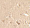 CycT1 antibody, 7223, ProSci Inc, Immunohistochemistry paraffin image 