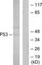 p53 antibody, LS-C118215, Lifespan Biosciences, Western Blot image 