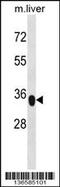 Yip1 Domain Family Member 3 antibody, 58-832, ProSci, Western Blot image 