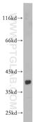 Cell Division Cycle Associated 8 antibody, 12465-1-AP, Proteintech Group, Western Blot image 
