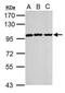 Enhancer Of Zeste 2 Polycomb Repressive Complex 2 Subunit antibody, PA5-29129, Invitrogen Antibodies, Western Blot image 