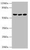 Glutamate Dehydrogenase 2 antibody, orb353452, Biorbyt, Western Blot image 