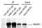 RAD51 Recombinase antibody, NB100-148, Novus Biologicals, Immunoprecipitation image 