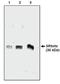 SRP Receptor Subunit Beta antibody, orb109591, Biorbyt, Western Blot image 