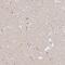 Olfactory Receptor Family 51 Subfamily D Member 1 antibody, NBP2-32590, Novus Biologicals, Immunohistochemistry frozen image 