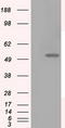 Lysyl Oxidase antibody, LS-C114932, Lifespan Biosciences, Western Blot image 