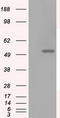 Protein-lysine 6-oxidase antibody, LS-C114932, Lifespan Biosciences, Western Blot image 