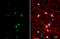 Distal-Less Homeobox 2 antibody, GTX129123, GeneTex, Immunofluorescence image 