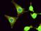 Actin Alpha 2, Smooth Muscle antibody, PA5-19465, Invitrogen Antibodies, Immunofluorescence image 