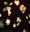 Tyrosine 3-Monooxygenase/Tryptophan 5-Monooxygenase Activation Protein Beta antibody, ab15260, Abcam, Immunofluorescence image 