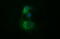 Tubulin Beta 2B Class IIb antibody, LS-C174802, Lifespan Biosciences, Immunofluorescence image 