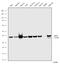 Mitogen-Activated Protein Kinase Kinase 6 antibody, 720309, Invitrogen Antibodies, Western Blot image 