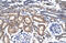 Krueppel-like factor 8 antibody, 27-367, ProSci, Immunohistochemistry frozen image 