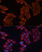 Heat Shock Protein Family B (Small) Member 1 antibody, 13-100, ProSci, Immunofluorescence image 